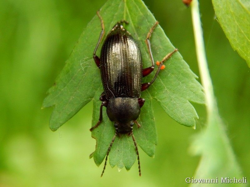 Tenebrionidae: Stenomax aeneus, femmina